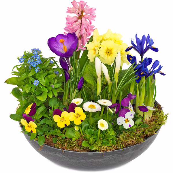 Forårets blomster
