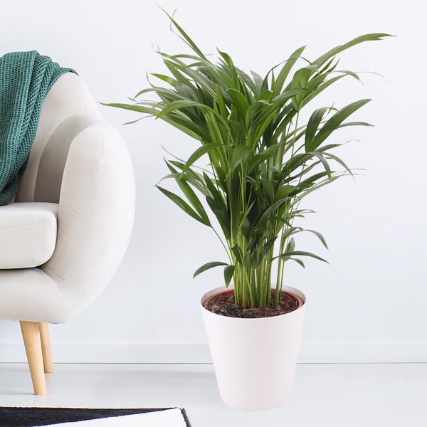 Goldfruchtpalme + gratis Topf | Areca-Palme