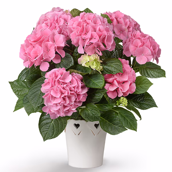 Rosa Hortensie