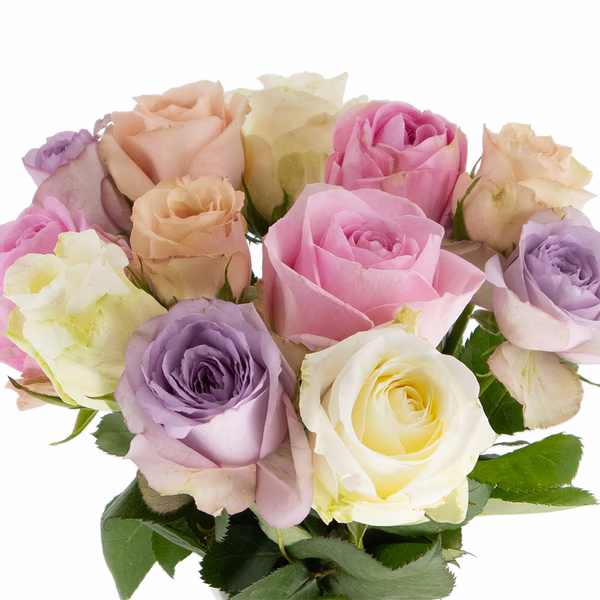 rosenbox-pastel-3.jpg
