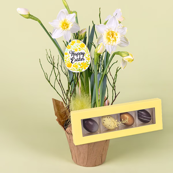 Narcis & chokolade