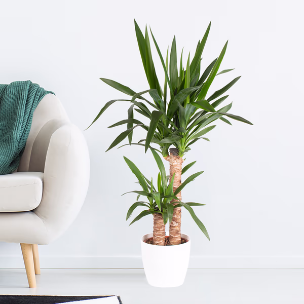 Yucca-Palme (2-stämmig) + gratis Topf | Palmlilie