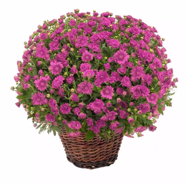 Pink Chrysanthemum