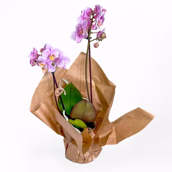 Stylish purple orchid