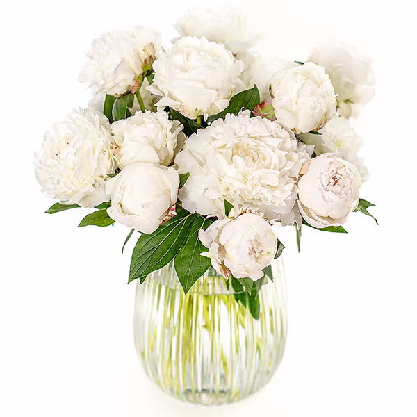 NP26BOX0133L.jpg