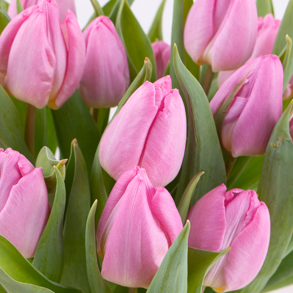 43419-bulb-bouquet-rosa-zoom.jpg