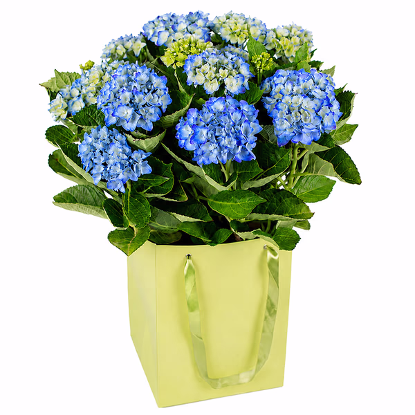 NP26BOX0165S.jpg