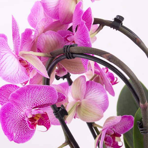 4260625434390-orchidee-bogen-cascade-pink-zoom.jpg
