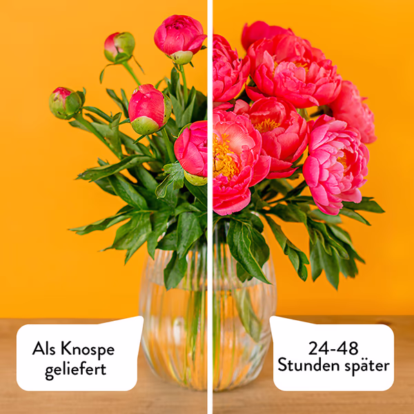 Bud to bloom design_DE_Orange.jpg