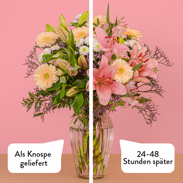 Serenata 3 Sizes 01-004.jpg