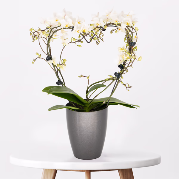 43589-weisser-orchideenbogen-herzform.jpg