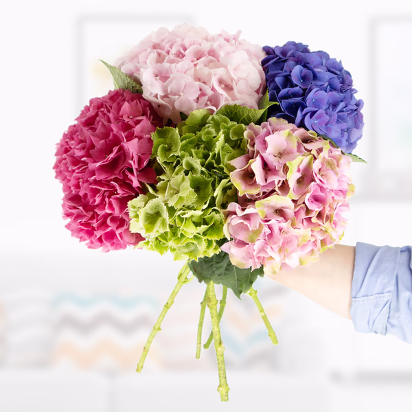 Mixed hydrangea bouquet - 5 colorful hydrangeas