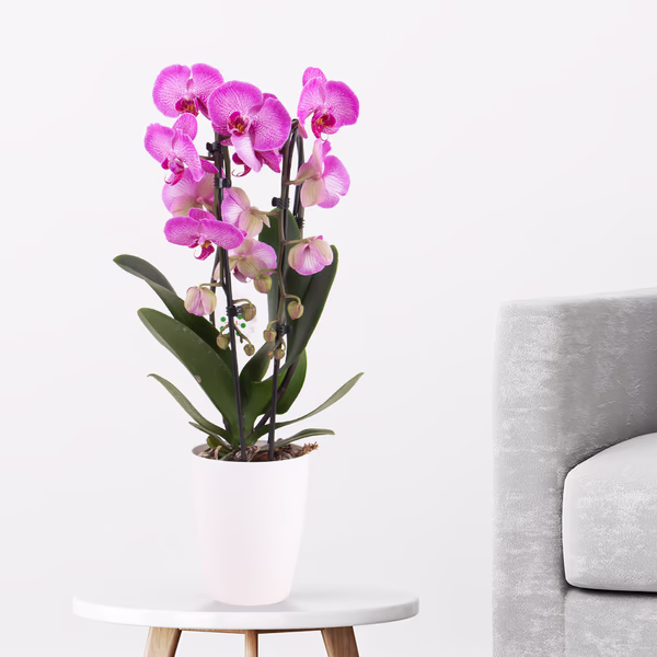 Gemusterte Orchidee (Cascade) + gratis Topf