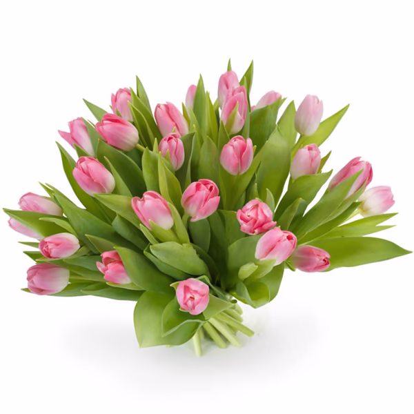 Różowe Tulipany