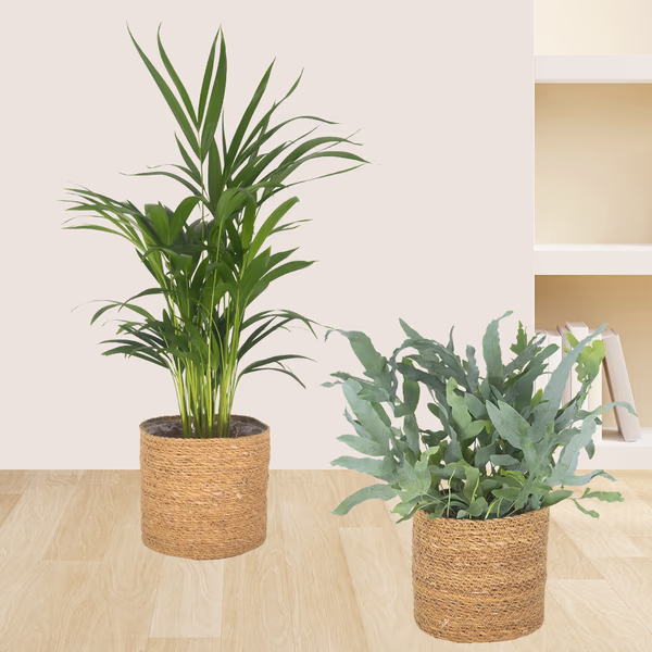 Set of 2 areca palms & golden polystichum fern