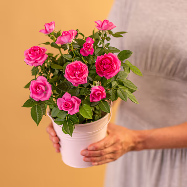 NP25BOX0066-5.jpg
