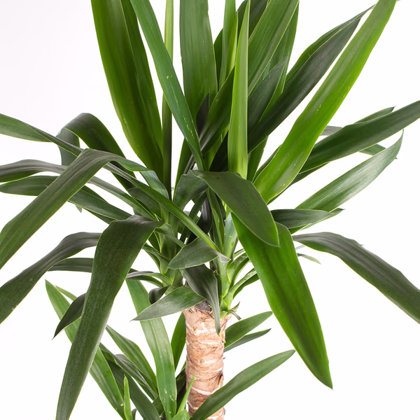 43500-yucca-palme-120-2.jpg