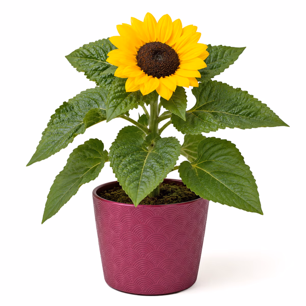 Sonnenblume im Topf