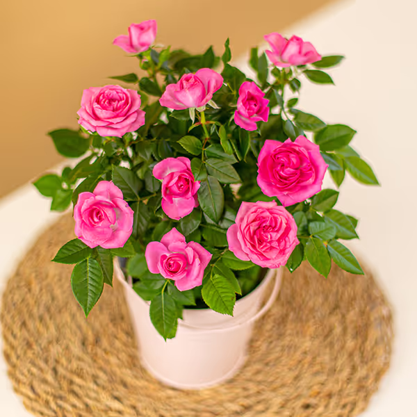 NP25BOX0066-2.jpg