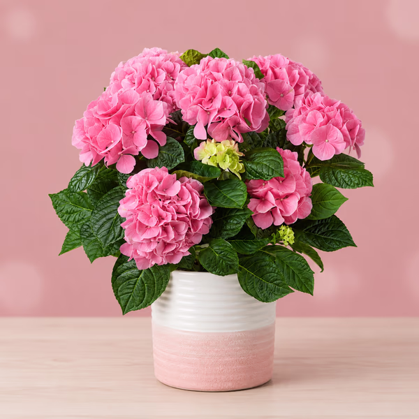 Pink Hydrangea