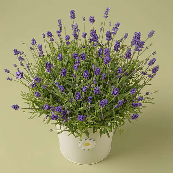 Lavender in Pot