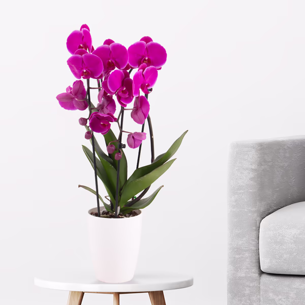 Lila Orchidee (Cascade) + gratis Topf