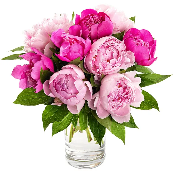 Rosa Pfingstrosen