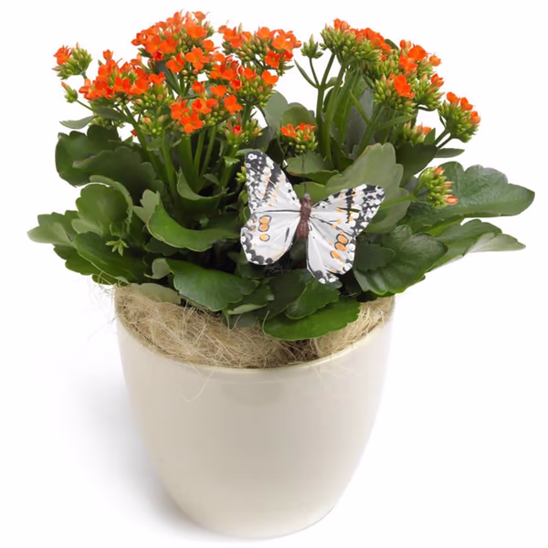 Kalanchoe