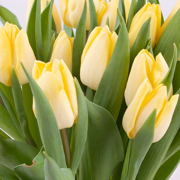 43417-bulb-bouquet-gelb-zoom.jpg