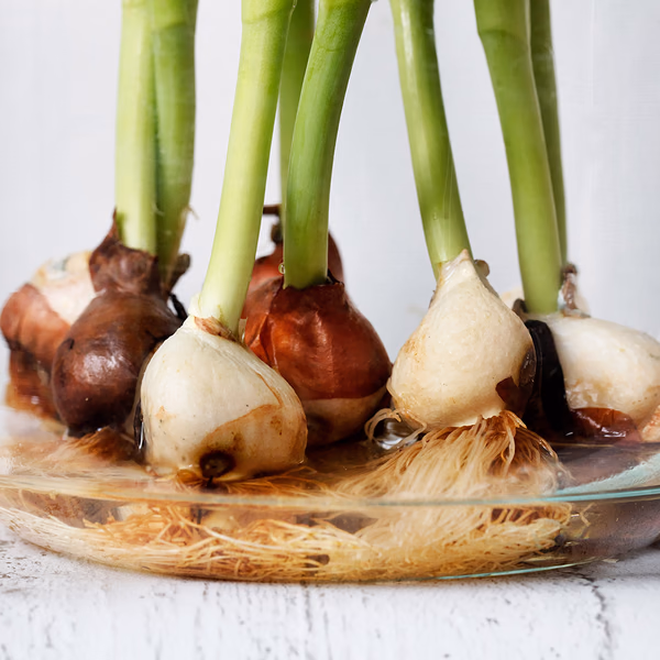bulb-bouquet-zoom_1_2.jpg