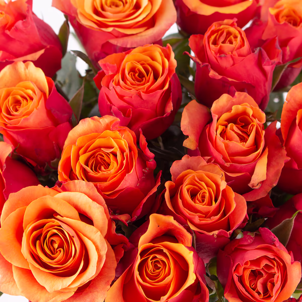 20190068-20-orange-rosen-zoom.jpg