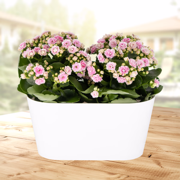 Pink Flaming Katy + Free DUO Pot | Kalanchoe