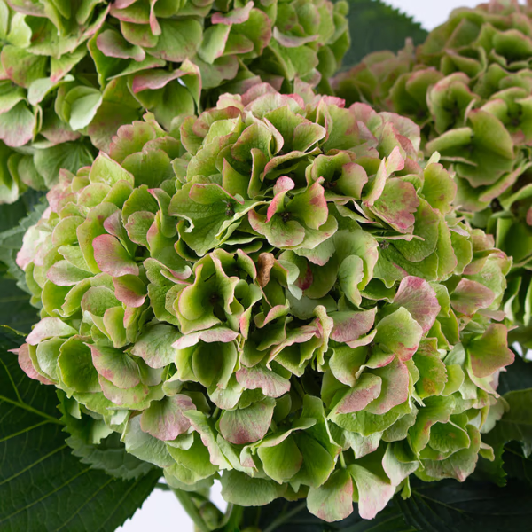Grüne Blumensträuße