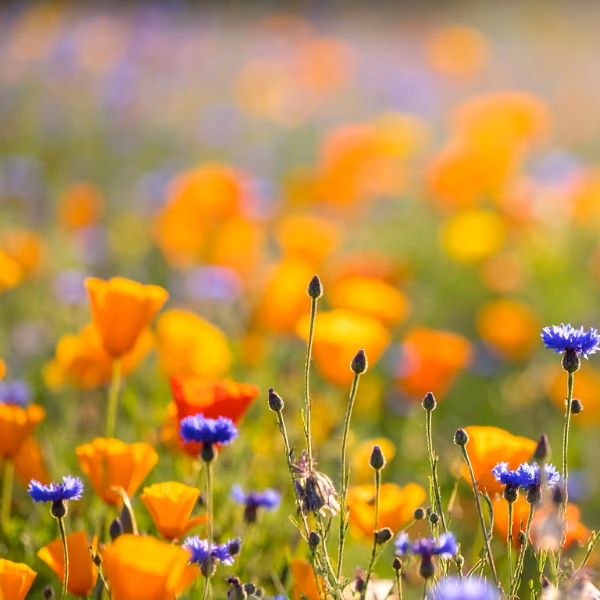 Wiesenblumen Blumenstrauß
