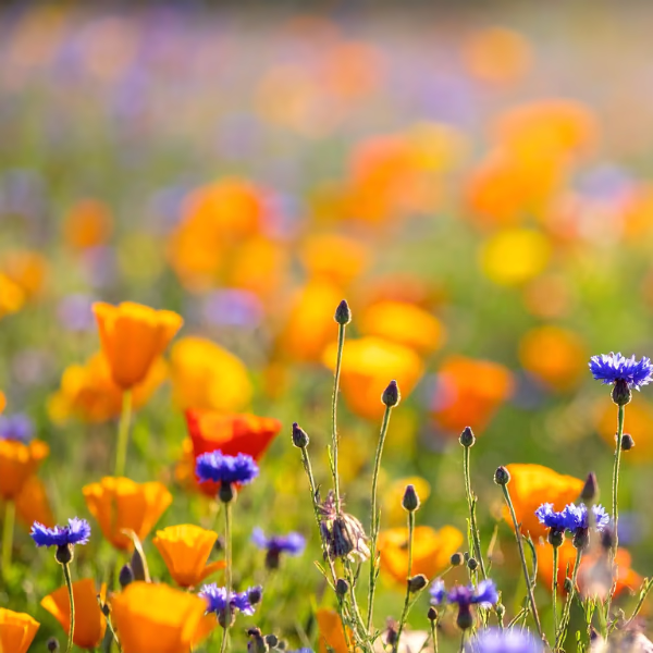 Meadow Flowers Bouquet