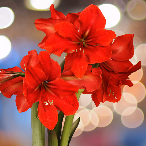 Amaryllis Blumenstrauß