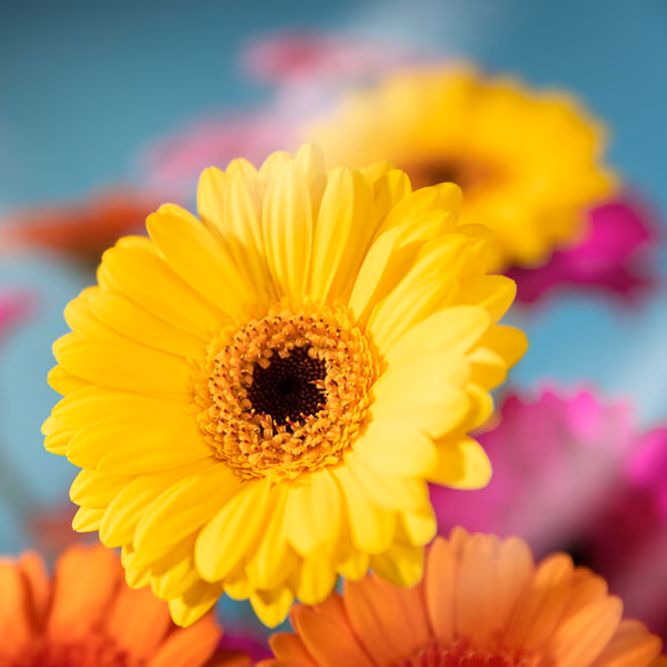Gerberas