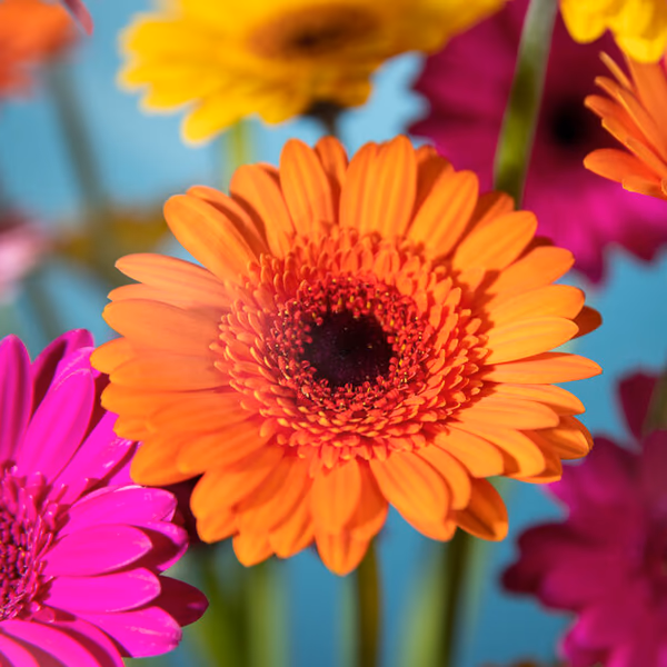 Gerbera