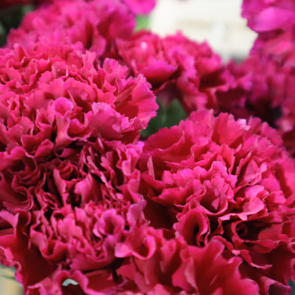 Nelken Blumenstrauß