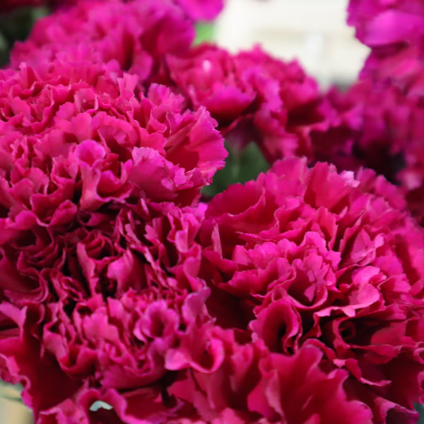 Carnations Bouquet