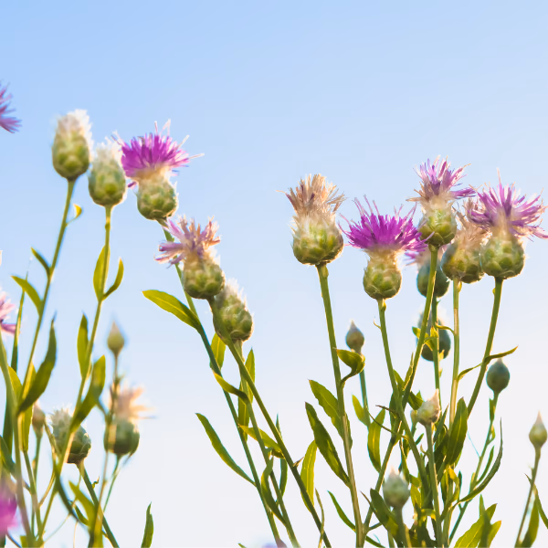 Disteln Blumenstrauß
