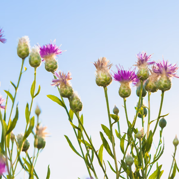 Thistles Bouquet