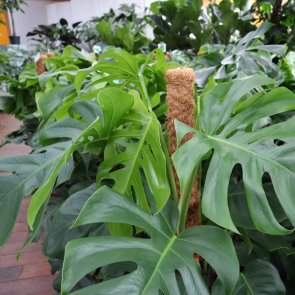 low maintenance plants