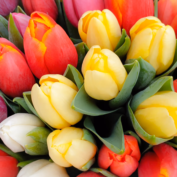 Tulpen Blumenstrauß