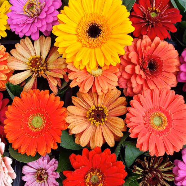 Gerbera Blumenstrauß