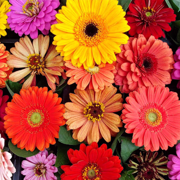 Gerbera Bouquet