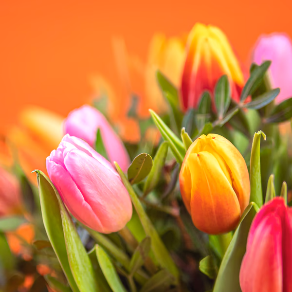 Pink and orange tulips