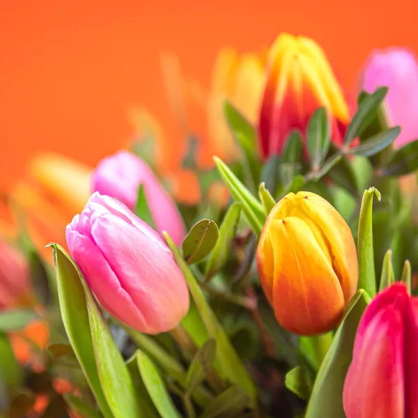 Pink and orange tulips