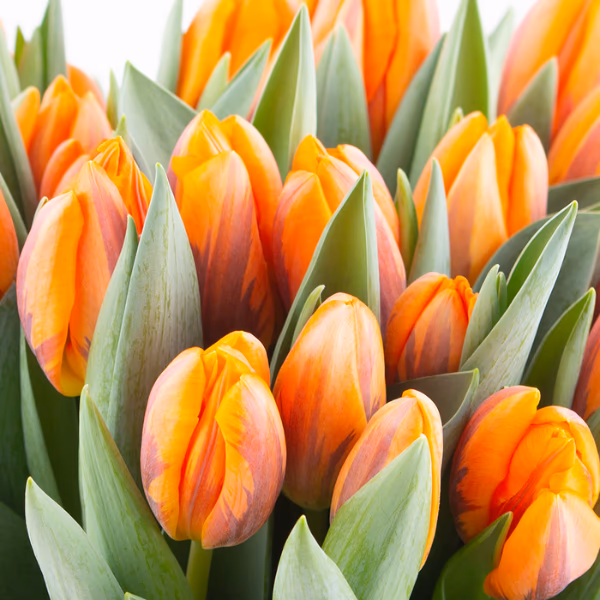 Orange Blumensträuße