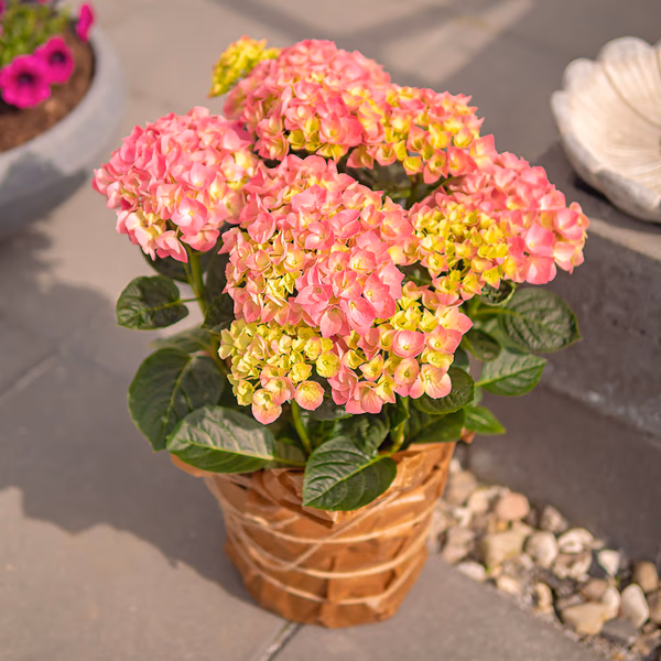 pink flower arrangement